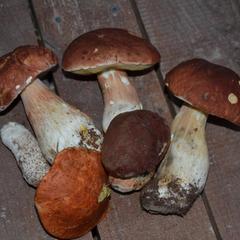  Комплекс Ангенлахти, Эссойла, Республика Карелия