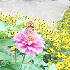 Отель Green Hall, Эсто-Садок, Краснодарский край