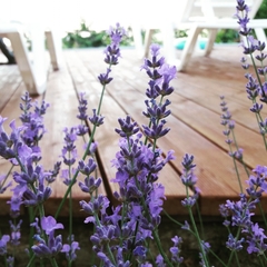 Гостевой дом Горный Воздух, Ялта, Крым