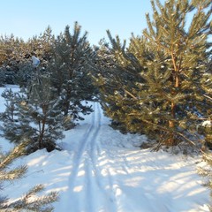 Парк-отель Парк-Отель Диево-Городище, Ярославль, Ярославская область