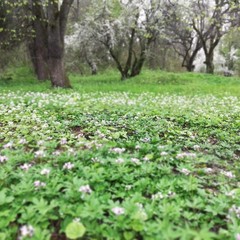 Санаторий Грушевая Роща, Нальчик, Республика Кабардино-Балкария