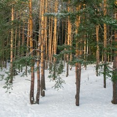 Лечебно-оздоровительный комплекс Сахареж, Некрасовский район, Ярославская область