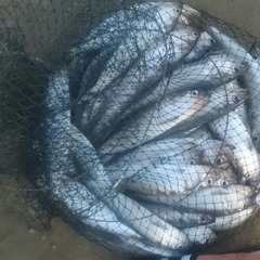 Рыболовно-охотничья база Маркин Хутор, Садовое, Астраханская область