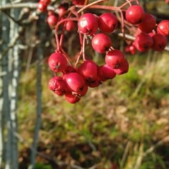База отдыха Поместье Ампиала, Приозерск, Ленинградская область