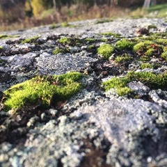 База отдыха Поместье Ампиала, Приозерск, Ленинградская область