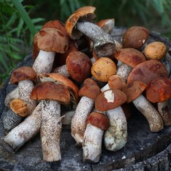 База отдыха Юркинский мыс, Сокольский район, Нижегородская область