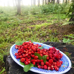 База отдыха Юркинский мыс, Сокольский район, Нижегородская область