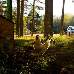 База отдыха  Заветное , Мельниково, Ленинградская область