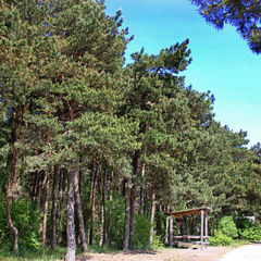 База отдыха Куршале, Поселок Лесной, Калининградская область