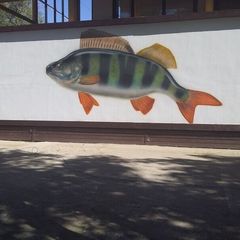Охотничье-рыболовная база Fish Sense, Икрянинский район, Астраханская область
