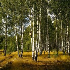 База отдыха Алино, Ясногорский район, Тульская область