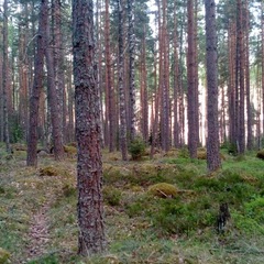 База отдыха и рыбалки Рыбацкий хутор, Высоцк, Ленинградская область