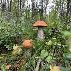 База отдыха и рыбалки Рыбацкий хутор, Высоцк, Ленинградская область