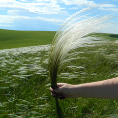 Гостевой дом К бабушке, в деревню, Куйбышев, Алтайский край