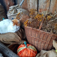 Гостевой дом К бабушке, в деревню, Куйбышев, Алтайский край