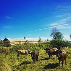 База отдыха и рыбалки Извозки, Гагаринский район, Смоленская область