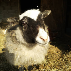 База отдыха и рыбалки Извозки, Гагаринский район, Смоленская область