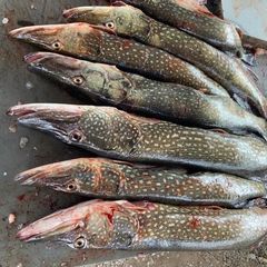 База отдыха Бушма, Зеленга, Астраханская область