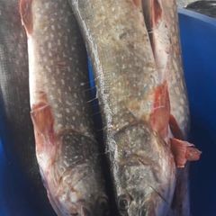 База отдыха Бушма, Зеленга, Астраханская область