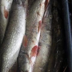 База отдыха Бушма, Зеленга, Астраханская область