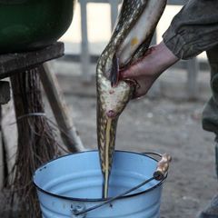 База отдыха Бушма, Зеленга, Астраханская область