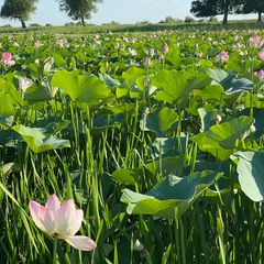 База отдыха Бушма, Зеленга, Астраханская область