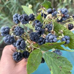 База отдыха Бушма, Зеленга, Астраханская область