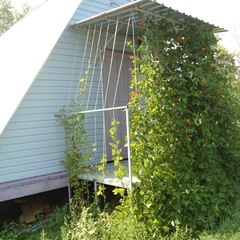 База отдыха Гуси-лебеди, Гуселетово, Алтайский край