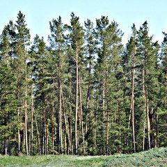 База отдыха Гуси-лебеди, Гуселетово, Алтайский край