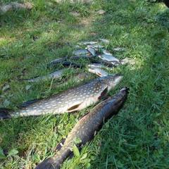 База отдыха Заимка Остров, Торопецкий район, Тверская область