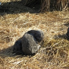 Охотничье-рыболовная база Ивушка, Ульяновская область