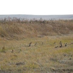 Охотничье-рыболовная база Ивушка, Ульяновская область