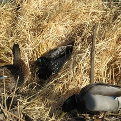 Охотничье-рыболовная база Ивушка, Ульяновская область