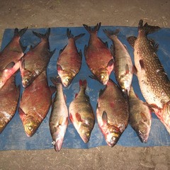 Охотничье-рыболовная база Ивушка, Ульяновская область