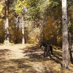 База отдыха Домик в лесу, Возрождение, Пензенская область