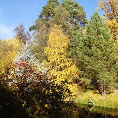 База отдыха Домик в лесу, Возрождение, Пензенская область