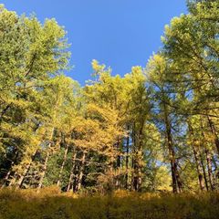 База отдыха Тюнгур , Усть-Коксинский район, Республика Алтай