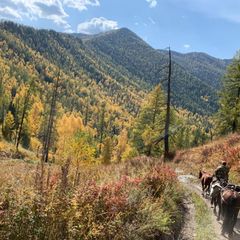 База отдыха Тюнгур , Усть-Коксинский район, Республика Алтай