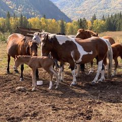 База отдыха Тюнгур , Усть-Коксинский район, Республика Алтай