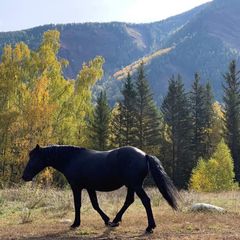База отдыха Тюнгур , Усть-Коксинский район, Республика Алтай