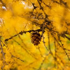 База отдыха Тюнгур , Усть-Коксинский район, Республика Алтай