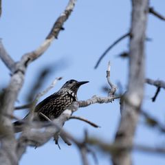 База отдыха Тюнгур , Усть-Коксинский район, Республика Алтай