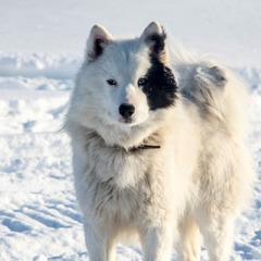 Гостевой дом Хуторок , Новосибирская область