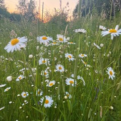 Коттедж "Онегин" для семейного отдыха, Кижи, Республика Карелия