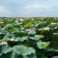 Плавбаза Фишка, Цветное, Астраханская область