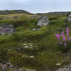 Рыболовная база Nordseaman (Мыс Выевнаволок), Мурманская область