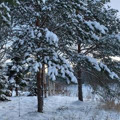 Эко-отель Harland Village, Республика Карелия