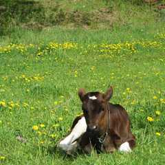 Гостевой дом Экоферма Серебрянка, Тихвинский район, Ленинградская область