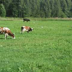 Гостевой дом Экоферма Серебрянка, Тихвинский район, Ленинградская область