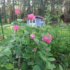 Гостевой дом Экоферма Серебрянка, Тихвинский район, Ленинградская область